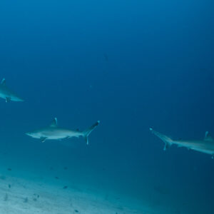 Trois requins pointe blanche patrouillant au-dessus d’un fond de sable, Maldives