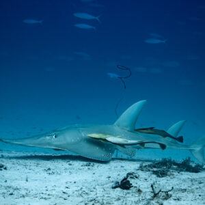 Wedgefish gliding over sand carrying three remoras, Maldives