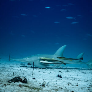 Wedgefish with remoras swimming over sand in profile, dark blue water, Maldives
