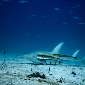 Wedgefish with attached remoras over sand, shoal of fish above, Maldives