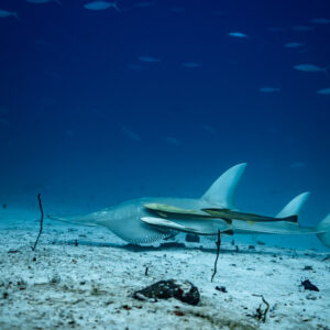 Wedgefish and remoras cruising past a dark rock on the sandy bottom, Maldives