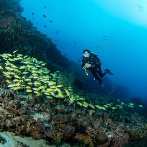 Diver following a school of bluestripe snappers along a reef wall, Maldives