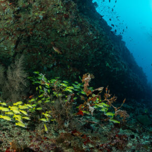 Bluestripe snappers over a colorful reef wall with a diver beyond, Maldives