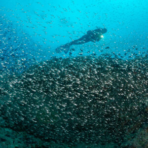 Plongeur glissant au-dessus d’une immense masse de poissons de verre sur le récif, Maldives