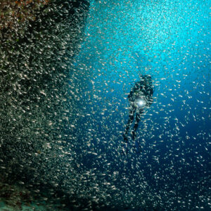 Plongeur avec phare dans un rideau de poissons de verre près d’un tombant, Maldives
