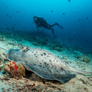 Blotched fantail ray resting on the reef with a diver above, Maldives