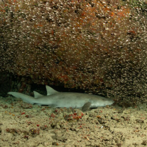 Tawny nurse shark resting under a ledge packed with glassfish, Maldives