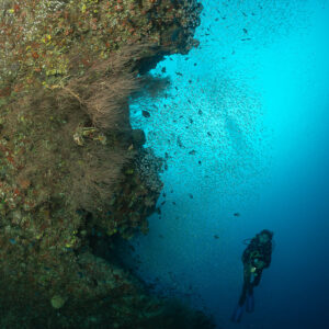 Diver descending along a reef wall with sea fans, vertical frame, Maldives