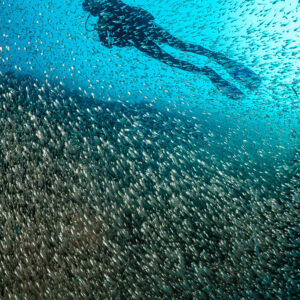 Plongeur nageant au-dessus d’un banc dense de poissons de verre, cadrage vertical, Maldives