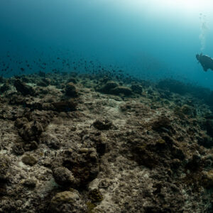 Diver drifting above a rocky reef plateau with distant fish, Maldives