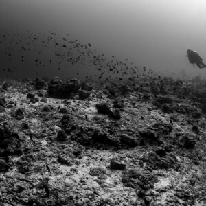 Black-and-white view of a diver above a reef edge with fish, Maldives