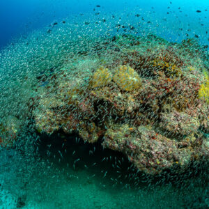 Coral bommie engulfed by a huge cloud of glassfish, Maldives