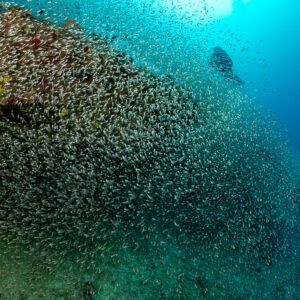 Diver silhouette beside a giant glassfish swarm on a coral mound, Maldives