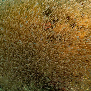 Dense glassfish swarm over orange soft corals, full-frame texture, Maldives