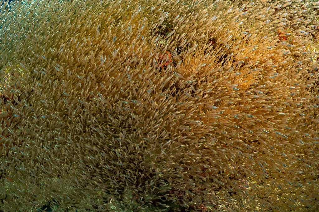 Essaim dense de poissons de verre sur des coraux mous orange, texture plein cadre, Maldives