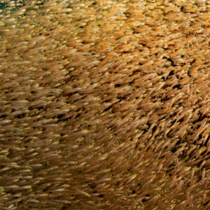 Mur de poissons de verre formant une texture dorée abstraite, Maldives