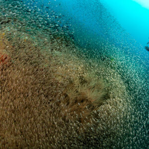 Diver approaching a golden wall of glassfish over the reef, Maldives