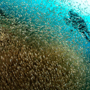Plongeur pénétrant dans un essaim scintillant de poissons de verre à contre-jour, Maldives
