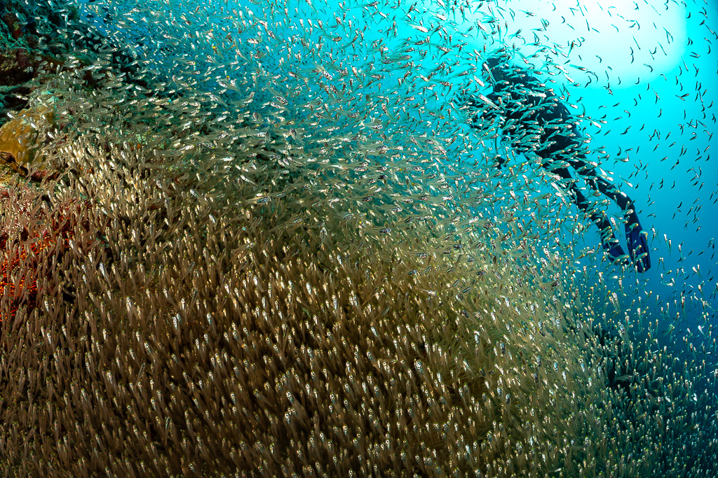 Plongeur pénétrant dans un essaim scintillant de poissons de verre à contre-jour, Maldives