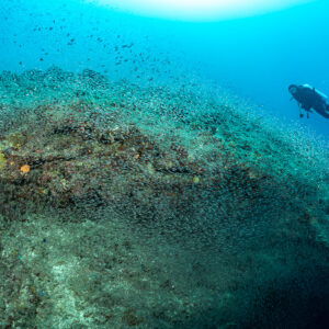 Diver above a reef mound wrapped in a glassfish cloud, Maldives