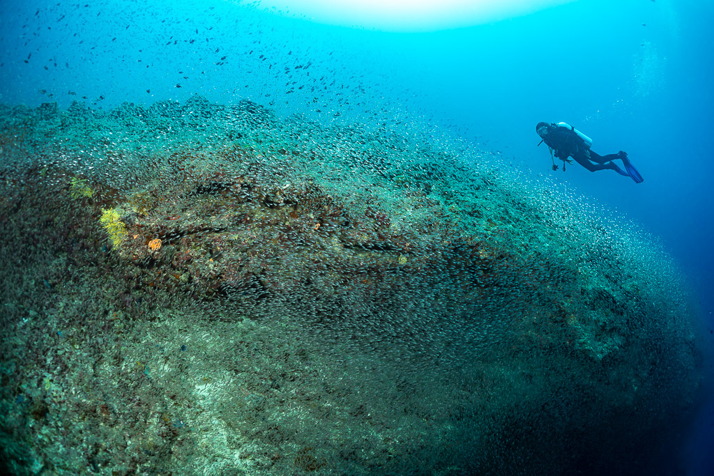 Diver above a reef mound wrapped in a glassfish cloud, Maldives