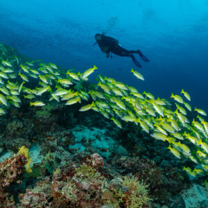 Diver swimming above a long school of bluestripe snappers, Maldives