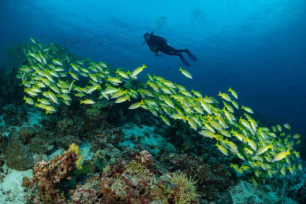 Diver swimming above a long school of bluestripe snappers, Maldives