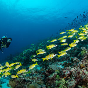 Diver facing a diagonal stream of bluestripe snappers over the reef, Maldives