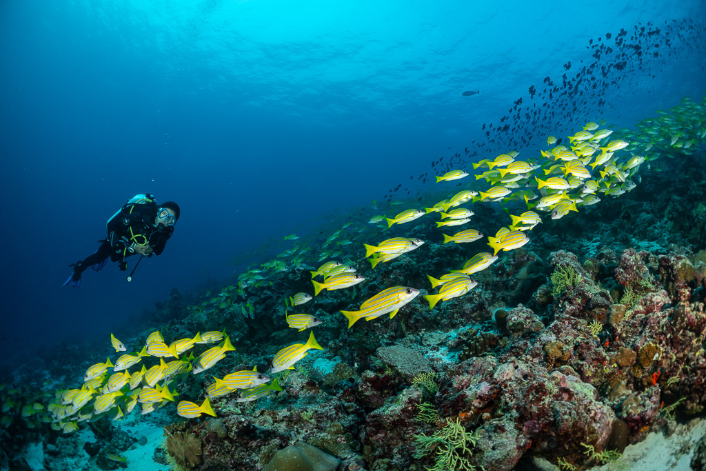 Diver facing a diagonal stream of bluestripe snappers over the reef, Maldives