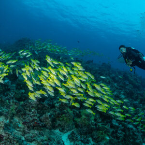 Diver beside a compact school of bluestripe snappers on the reef, Maldives