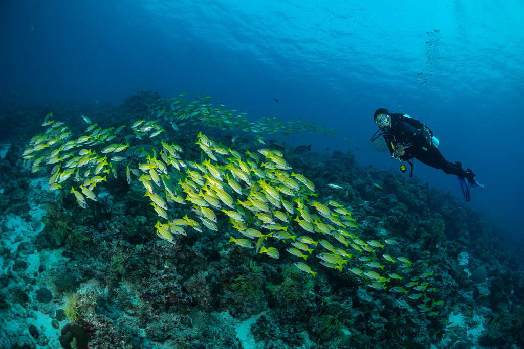 Diver beside a compact school of bluestripe snappers on the reef, Maldives