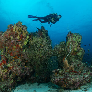 Diver above twin coral pinnacles filled with glassfish, Maldives