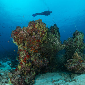 Diver silhouette over coral pinnacles sheltering glassfish, wider view, Maldives