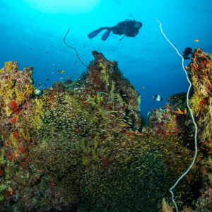 Plongeur au-dessus d’un pinacle couvert de poissons de verre et de corail fouet, Maldives