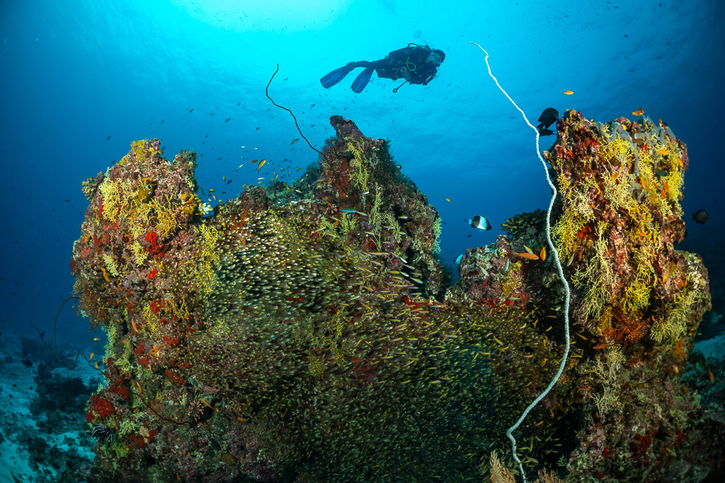 Diver over a coral pinnacle cloaked in glassfish and whip coral, Maldives