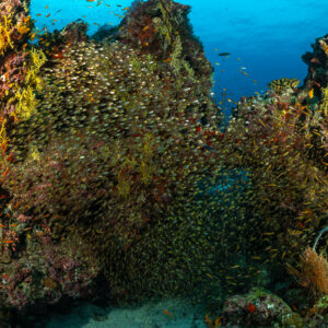 Glassfish packed between colorful coral pinnacles, close view, Maldives