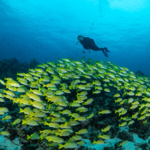 Diver above a vast school of bluestripe snappers over the reef, Maldives