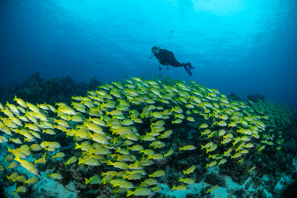 Diver above a vast school of bluestripe snappers over the reef, Maldives