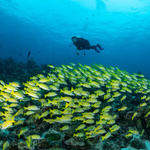 Huge carpet of bluestripe snappers with a diver hovering above, Maldives