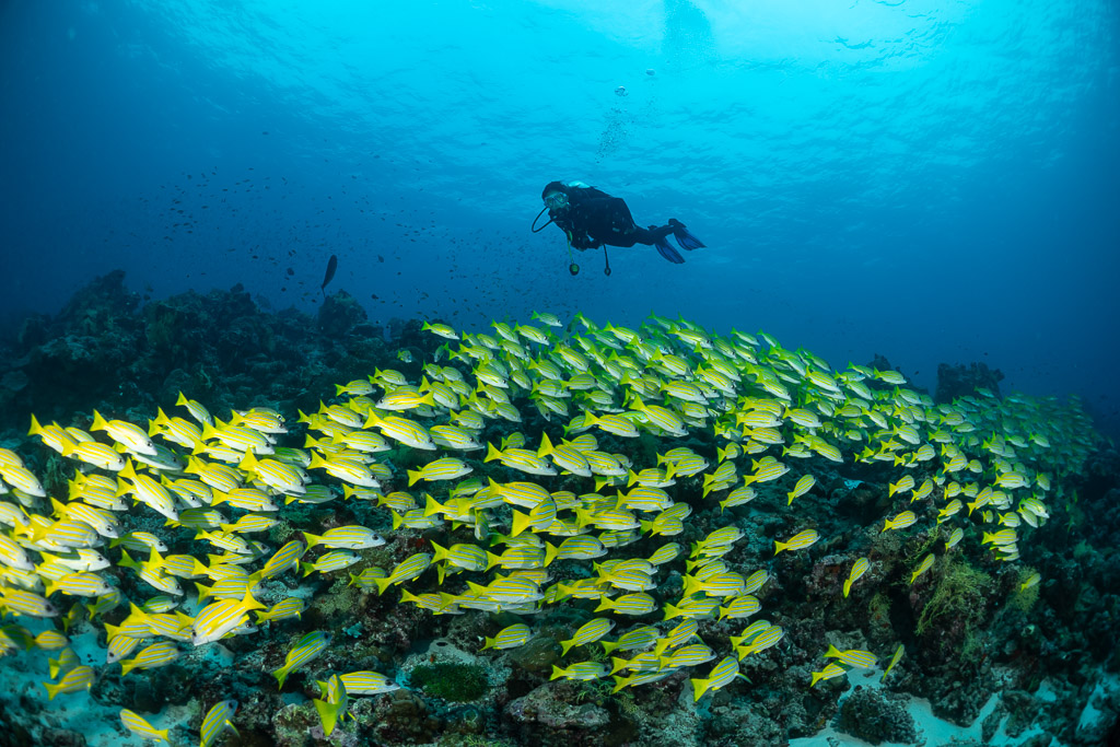 Huge carpet of bluestripe snappers with a diver hovering above, Maldives