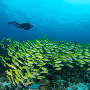 Diver gliding over a dense band of bluestripe snappers, Maldives