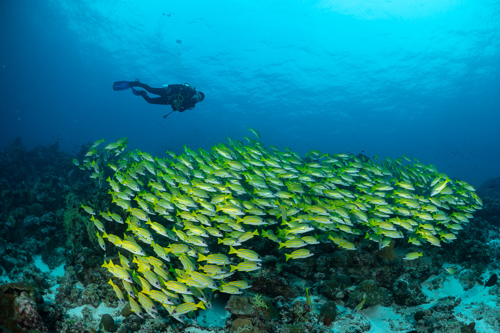 Diver gliding over a dense band of bluestripe snappers, Maldives