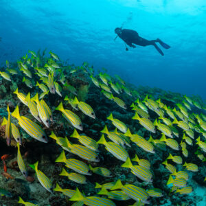 Bluestripe snappers streaming over coral with a diver overhead, Maldives