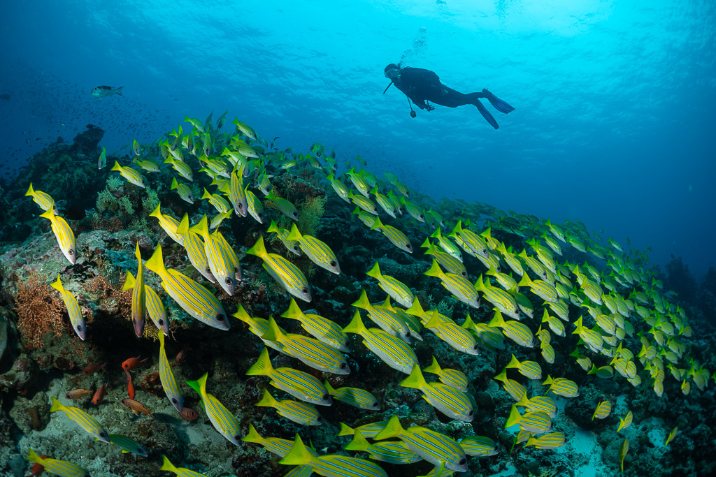 Bluestripe snappers streaming over coral with a diver overhead, Maldives