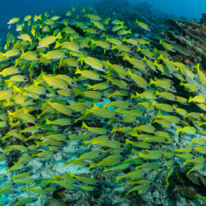 Close view of a swirling school of bluestripe snappers on the reef, Maldives