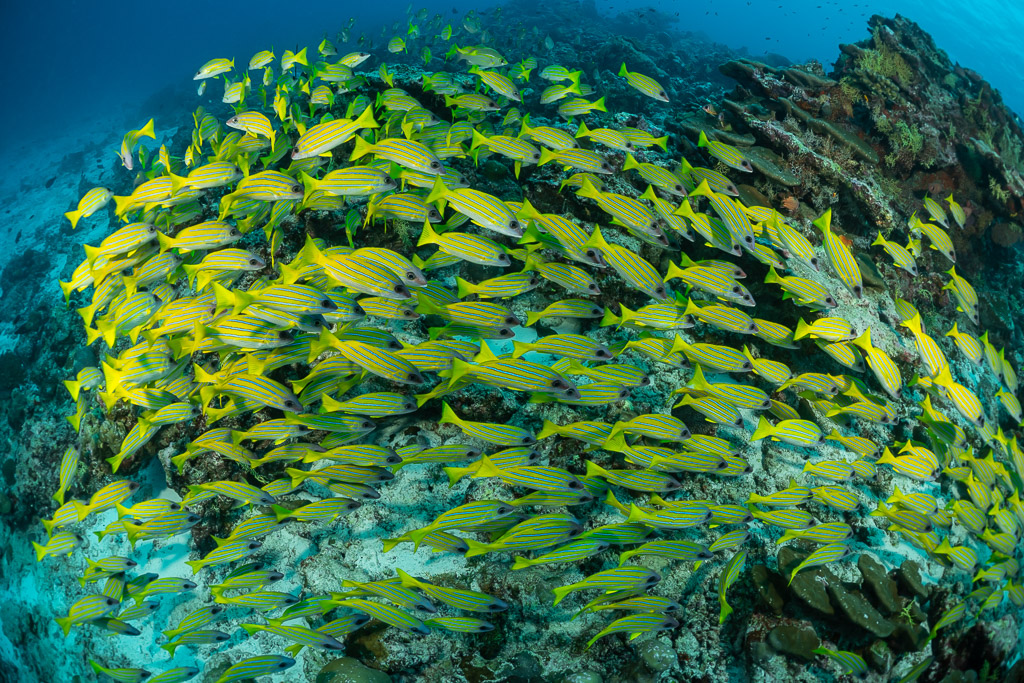 Close view of a swirling school of bluestripe snappers on the reef, Maldives