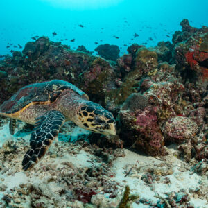 Hawksbill sea turtle foraging among corals on the reef, Maldives