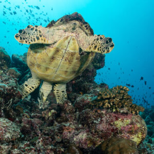 Hawksbill sea turtle swimming toward the camera, vertical frame, Maldives
