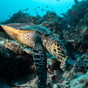 Hawksbill sea turtle feeding head down on the reef, flipper raised, Maldives