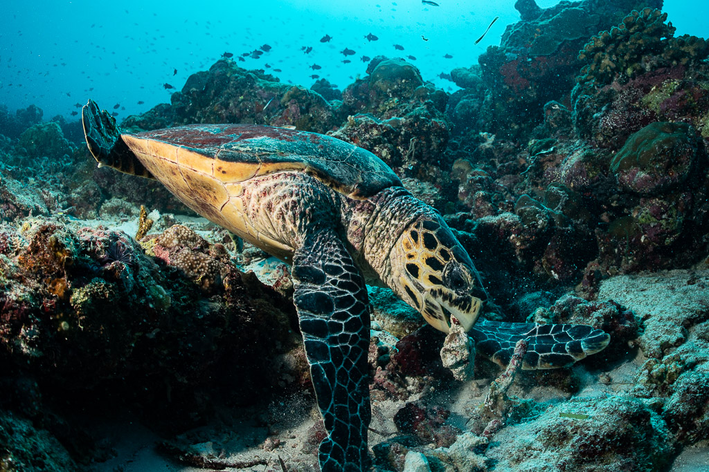 Tortue imbriquée se nourrissant tête en bas sur le récif, nageoire levée, Maldives